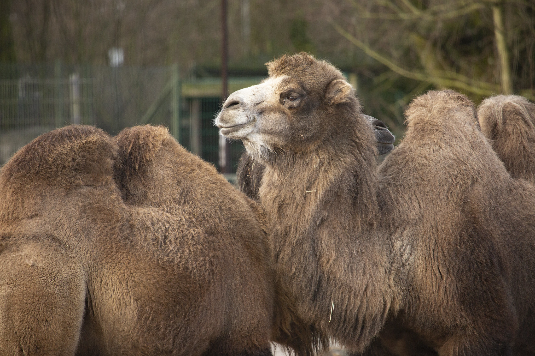 camels in Korkeasaari