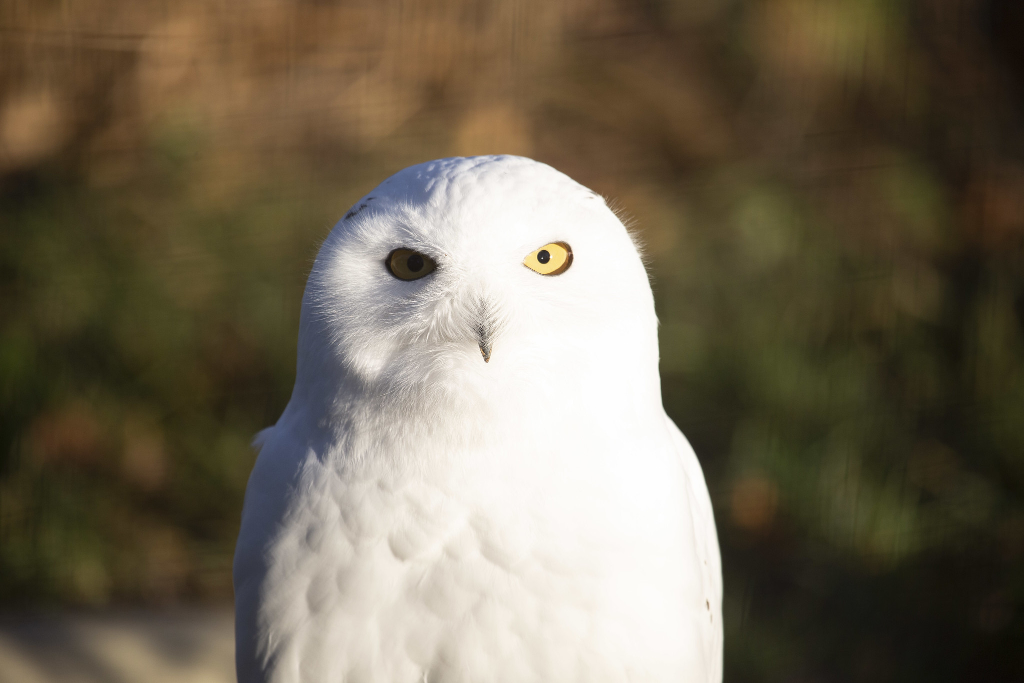 owl in Korkeasaari